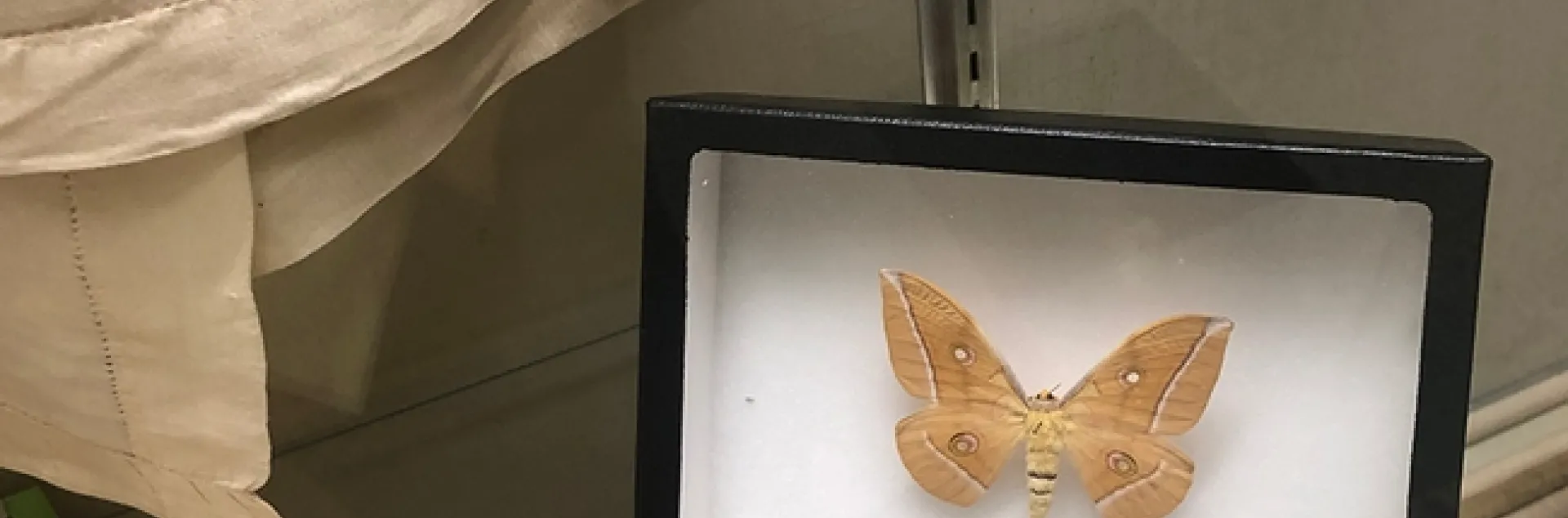 The Tussah silk moth, Antheraca pernyi, from the Bohart Museum of Entomology collection. (Photo by Kathy Keatley Garvey)