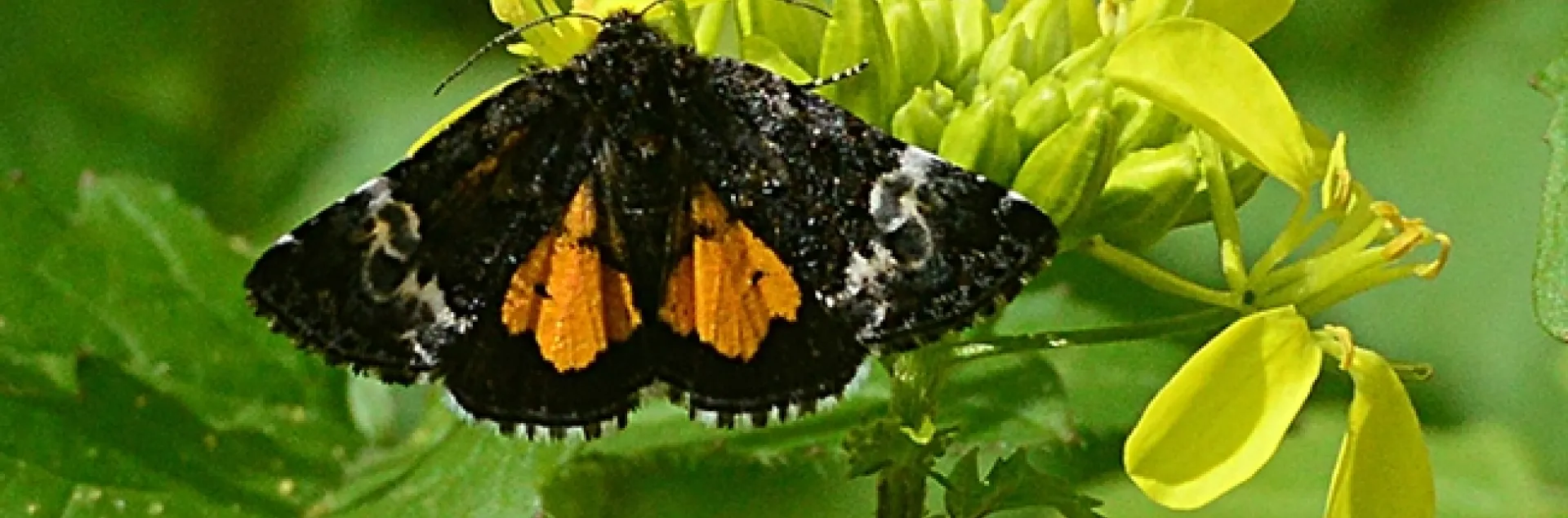 A Stiriini moth, Annaphila astrologa, fluttering in a Vacaville pollinator garden. (Photo by Kathy Keatley Garvey)