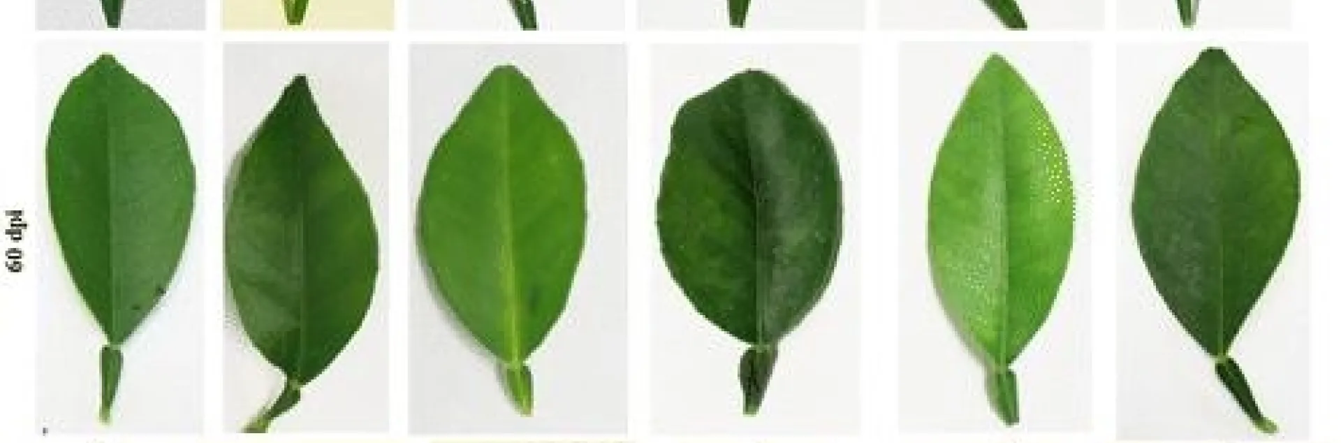 HLB symptoms post inocculation