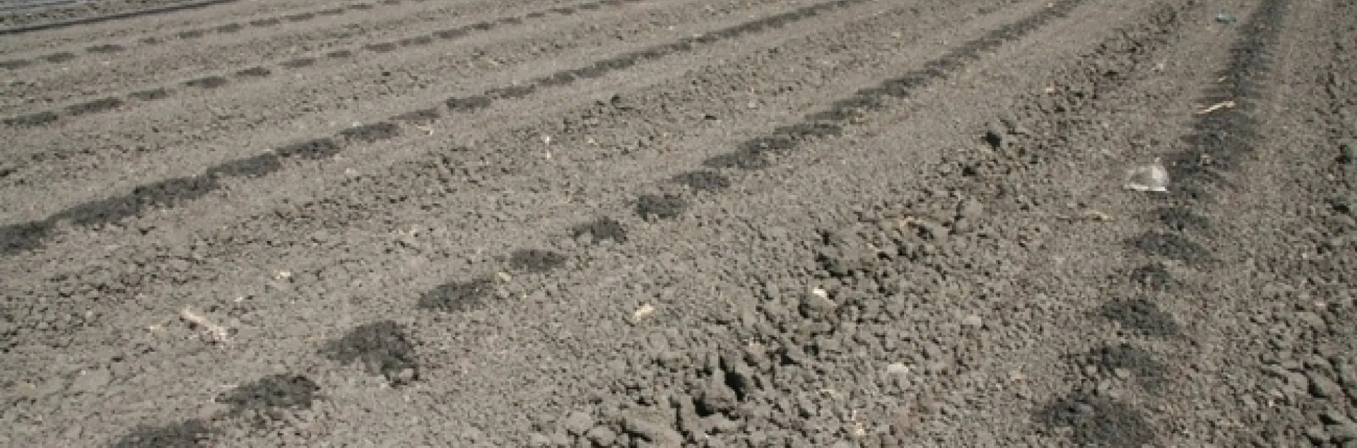 Photo 1. Seeded lettuce field being germinated with buried drip.