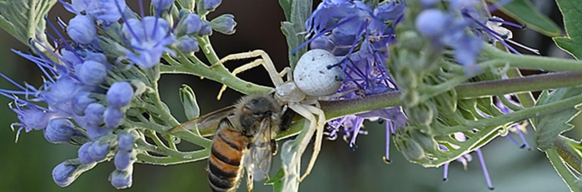 A crab spider has just ambushed a honey bee on a bluebeard blossom. (Photo by Kathy Keatley Garvey)
