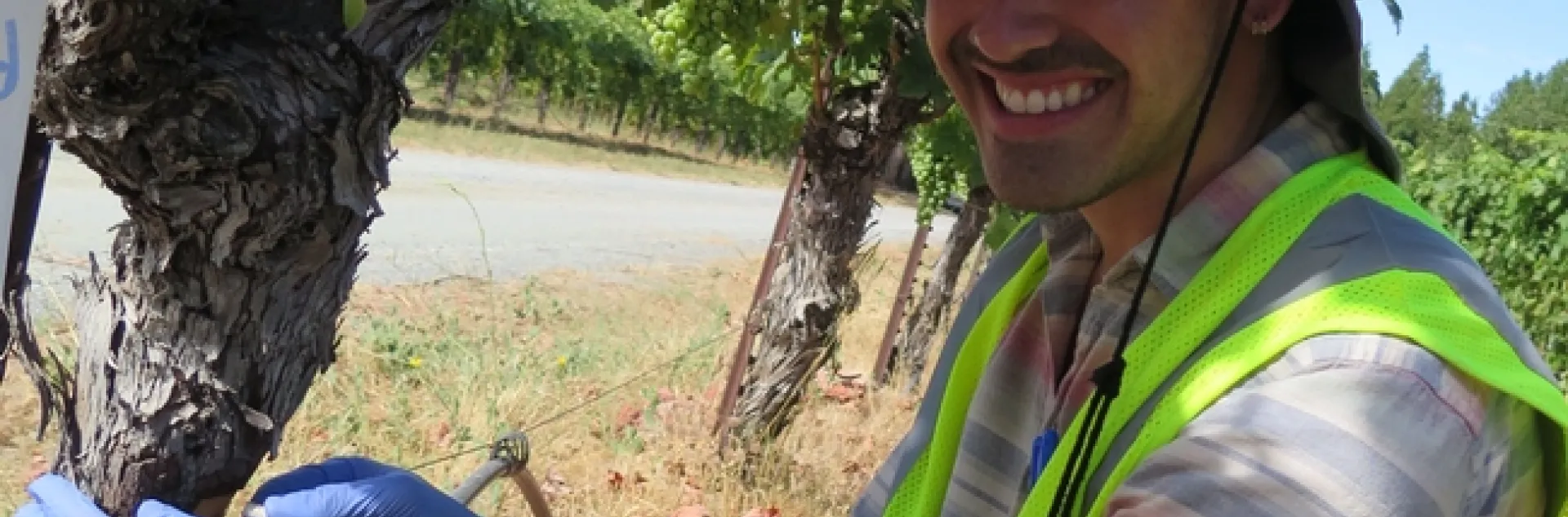 A latino man kneeling by a grapevine with a big smile on his face. He's wearing a reflective safety vest.