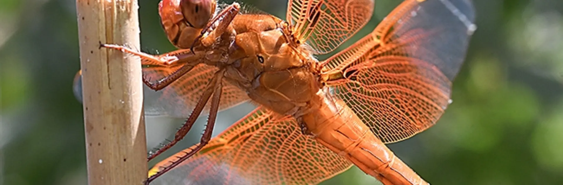 How magical is the dragonfly! This is a male flameskimmer, Libellula saturata, photographed in Vacaville, Calif. (Photo by Kathy Keatley Garvey)