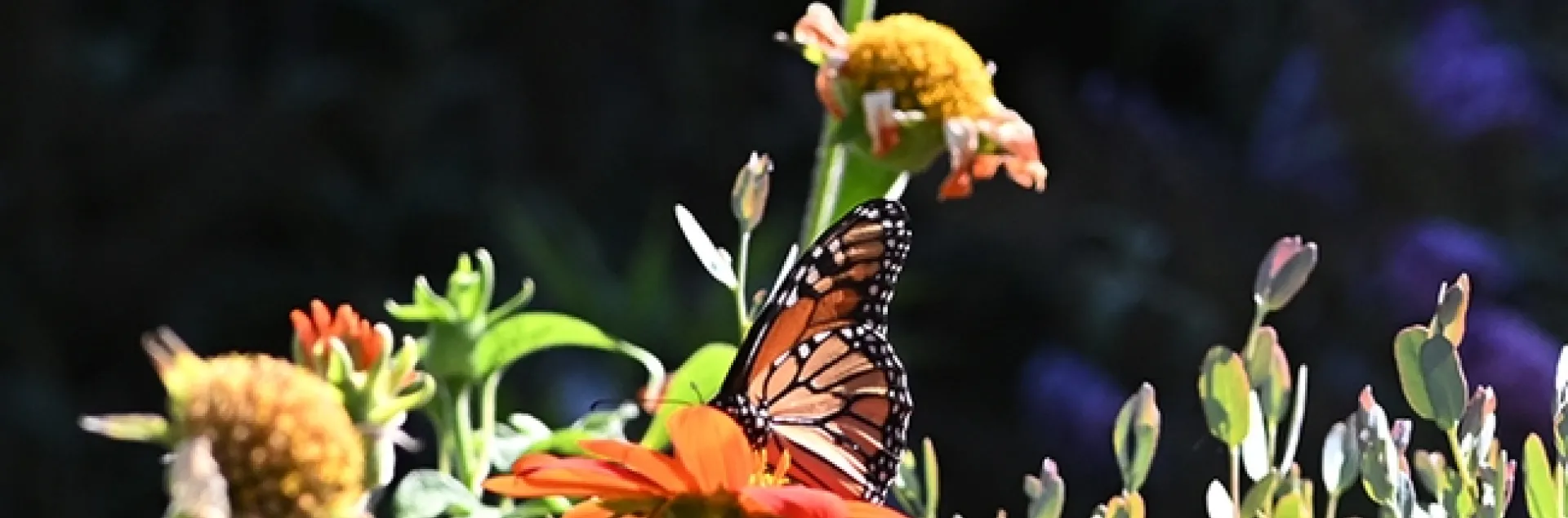 Yes, that's a monarch! A monarch touched down in a Vacaville, Calif. pollinator garden at 5 p.m. Aug 9. It's nectaring on Mexican sunflower (Tithonia). (Photo by Kathy Keatley Garvey)