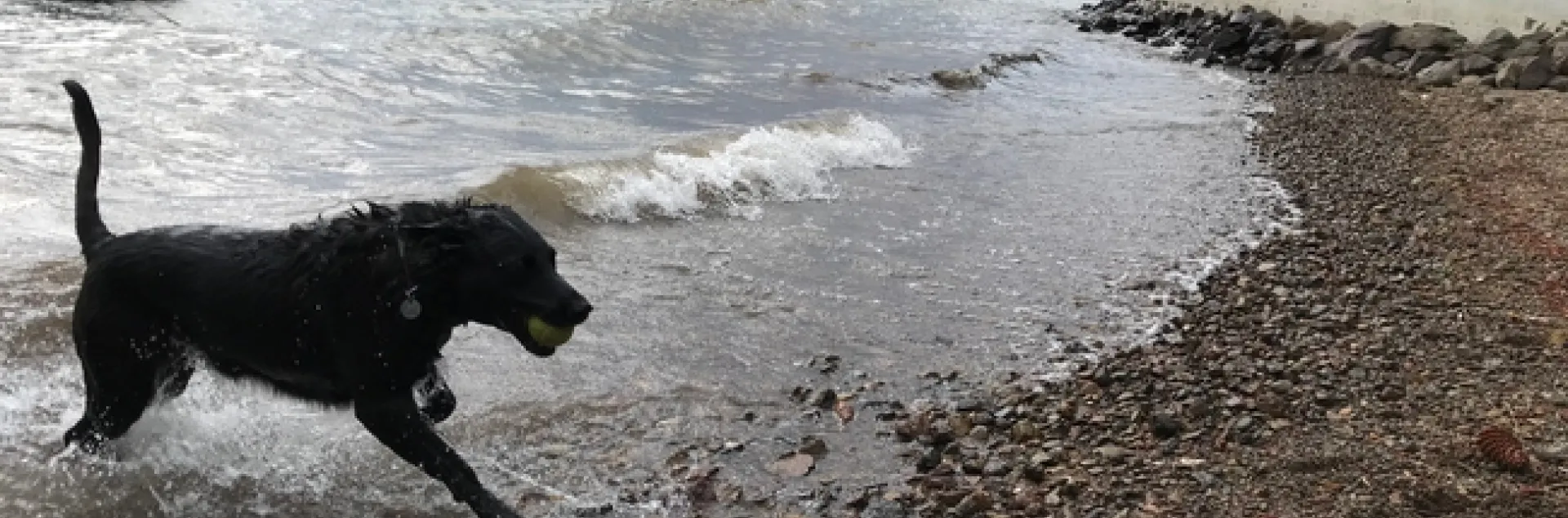 Bella enjoys the beach in northern CA