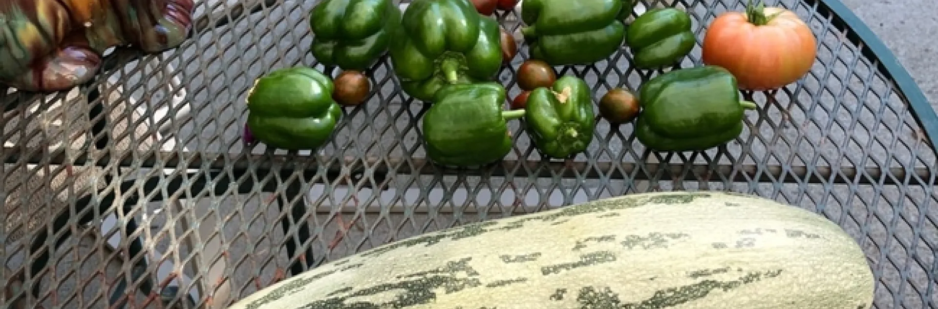 photos by Trisha Rose