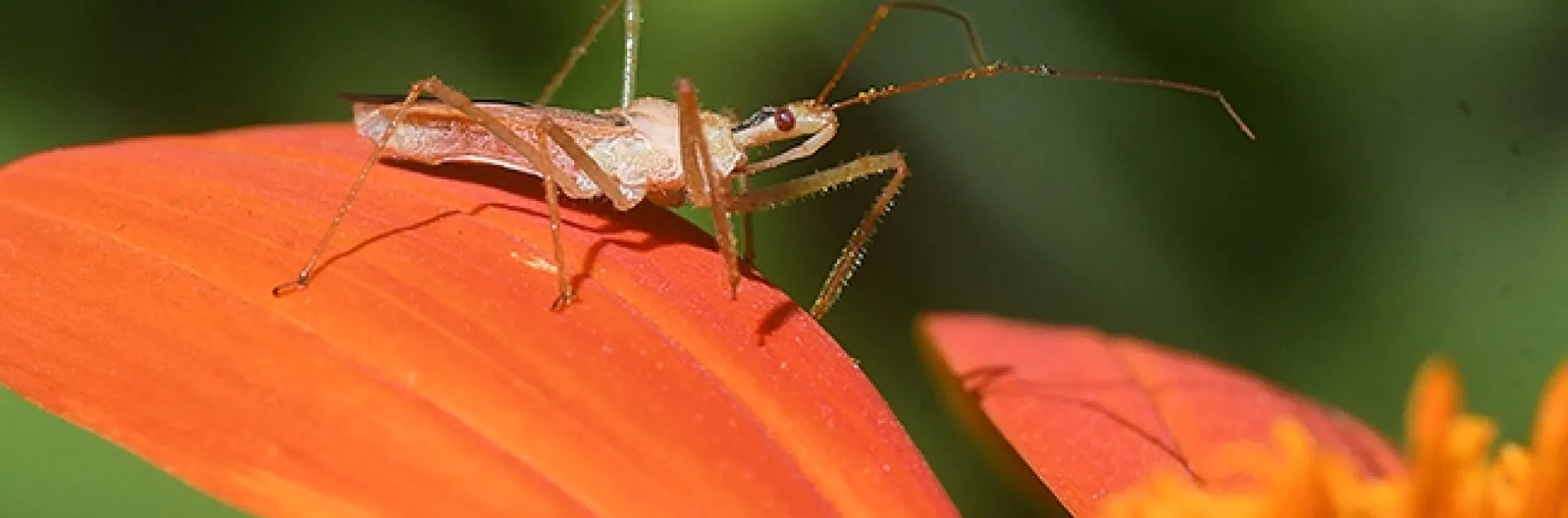 Lying in Wait--An assassin bug, Zelus renardii, lies in wait on a Mexican sunflower, Tithonia. (Photo by Kathy Keatley Garvey)