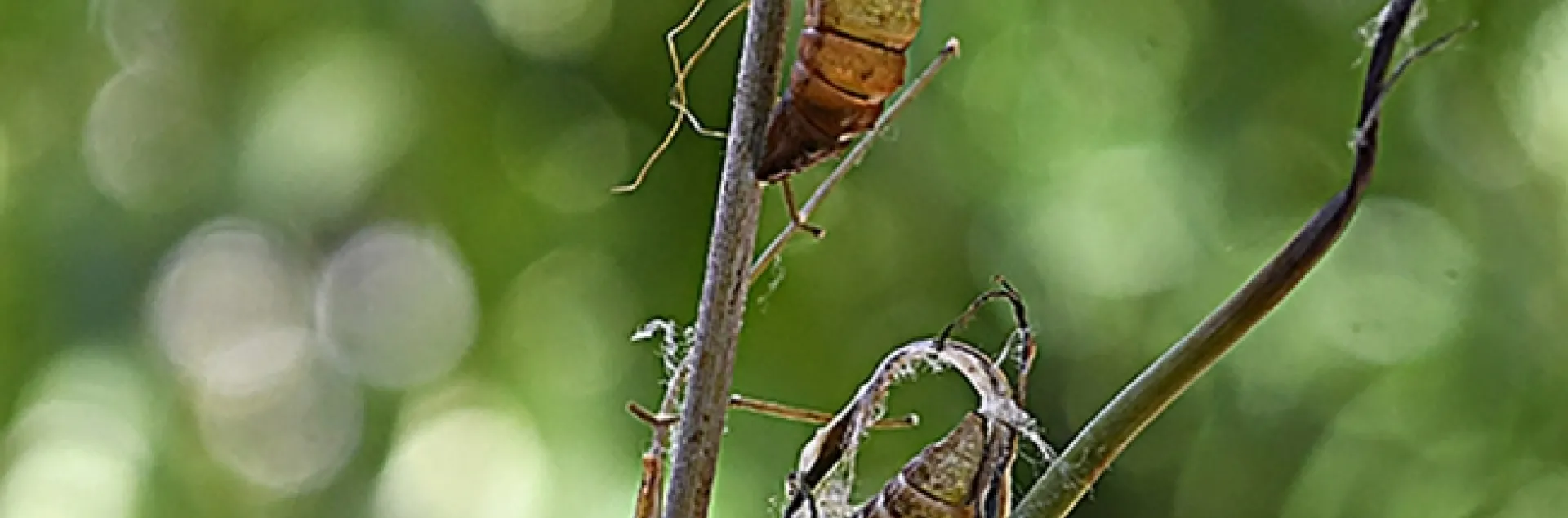 Pupal cases: a stark reminder that two anise swallowtail butterflies eclosed. (Photo by Kathy Keatley Garvey)