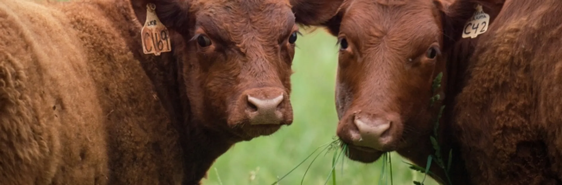 Red beef USDA Flickr