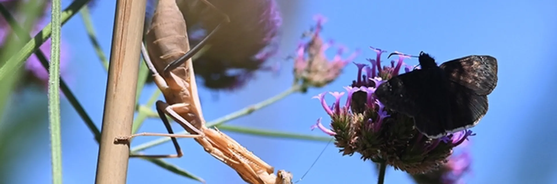 A female praying mantis, Stagmomantis limbata (as identified by praying mantis expert Lohit Garikipati of UC Davis) eyes a duskywing butterfly, genus Erynnis, nectaring on verbena. (Photo by Kathy Keatley Garvey)
