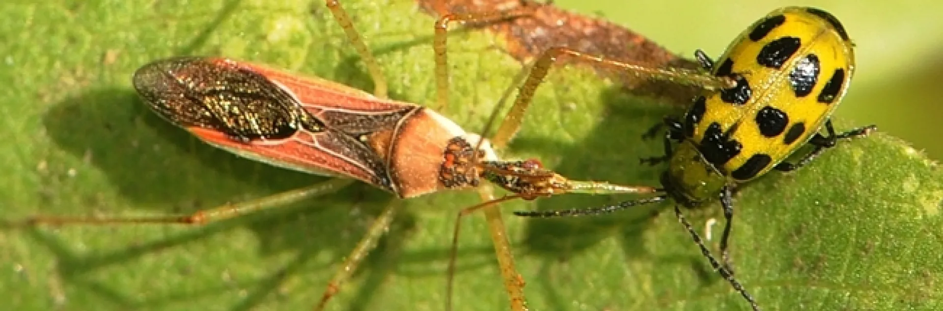 An assassin bug drills a pest, a spotted cucumber beetle. (Photo by Kathy Keatley Garvey)
