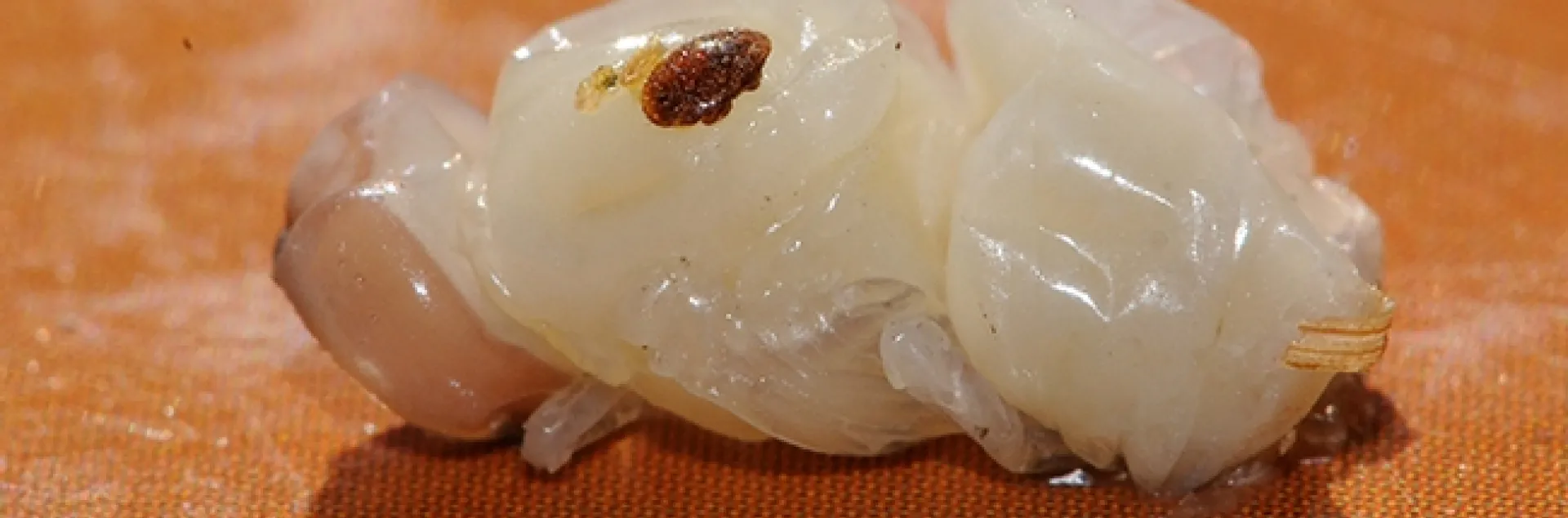 A varroa mite on a drone pupa. (Photo by Kathy Keatley Garvey)