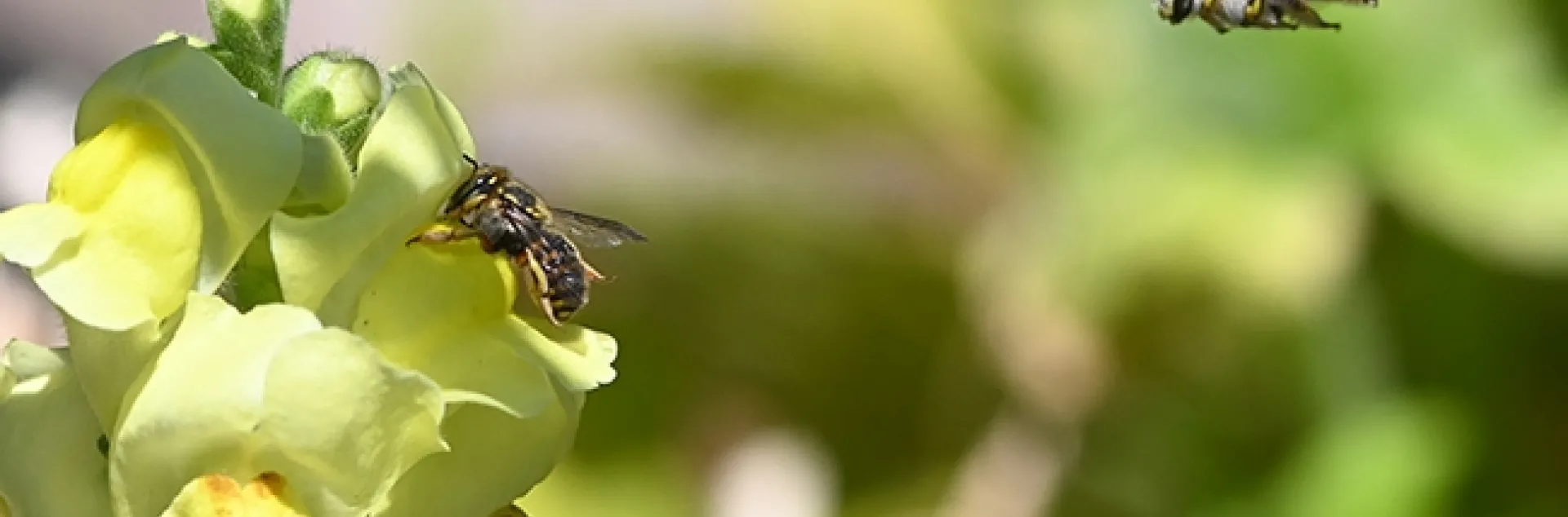 First in series: A male European wool carder bee (Anthidium manicatum) targets a female foraging on a snapdragon. (Photo by Kathy Keatley Garvey)