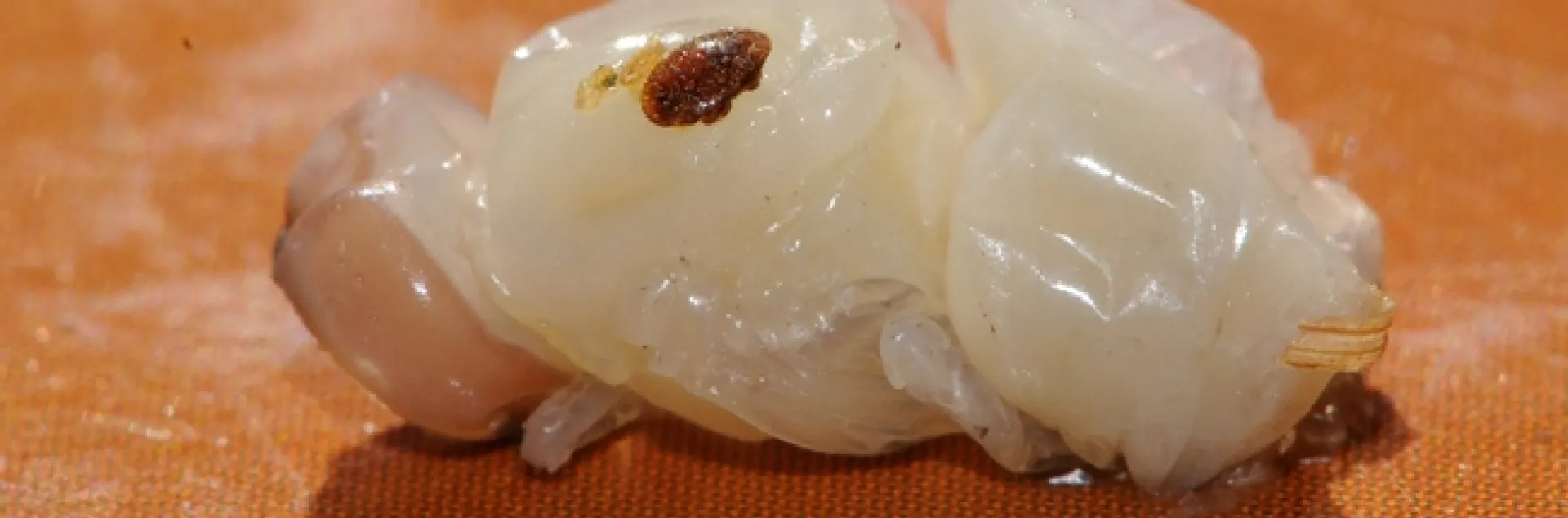 A varroa mite on a drone pupa. (Photo by Kathy Keatley Garvey)