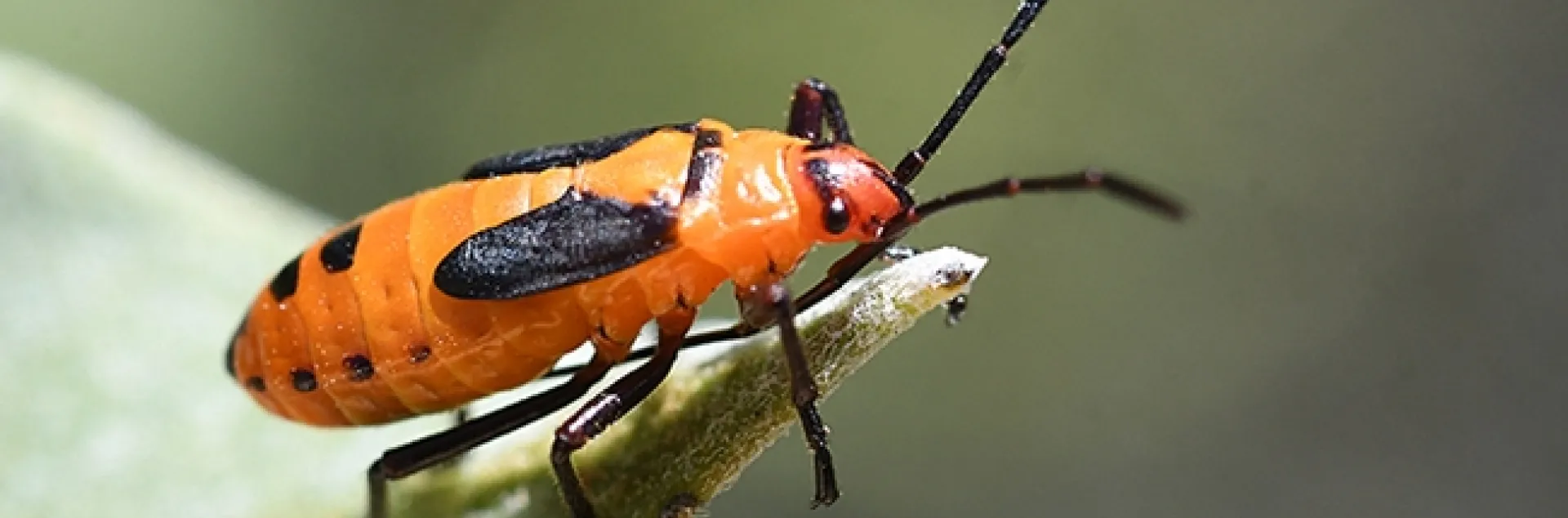 A milkweed bug (Oncopeltus fasciatus, as identified by curator Michael Pirrello of iNaturalist) peers over the leaf of a milkweed plant, Asclepias speciosa, in a Sonoma County. (Photo by Kathy Keatley Garvey)