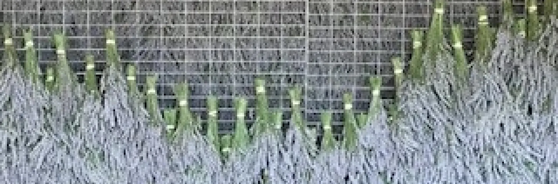 photos by Janet Snyder