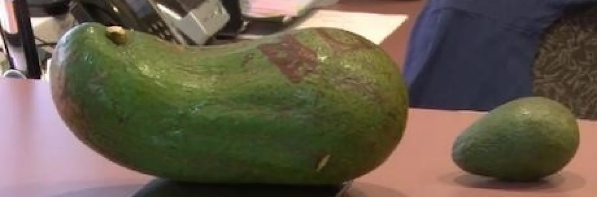 avocado fruit 6 pounds