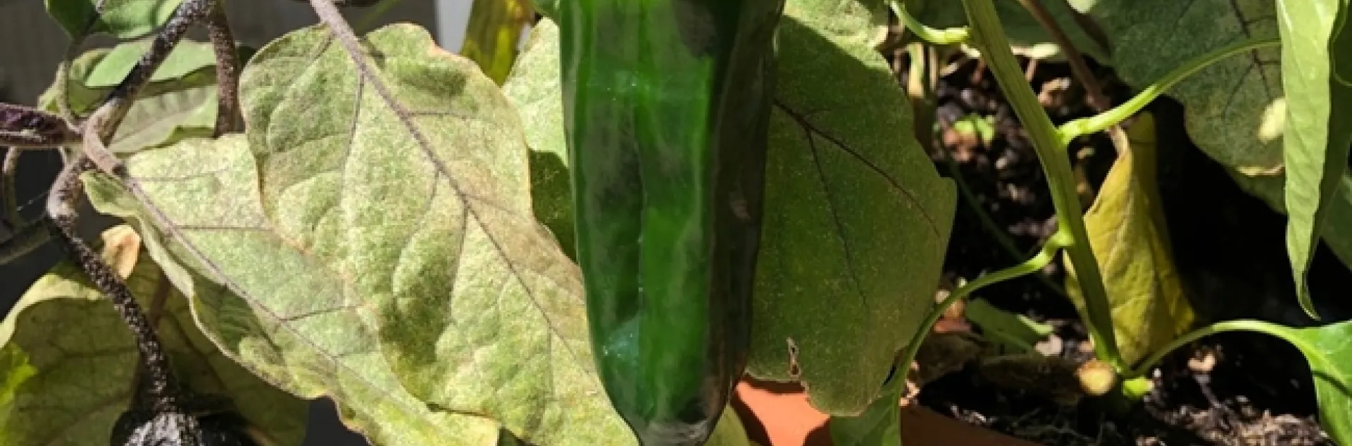 photos by Trisha Rose