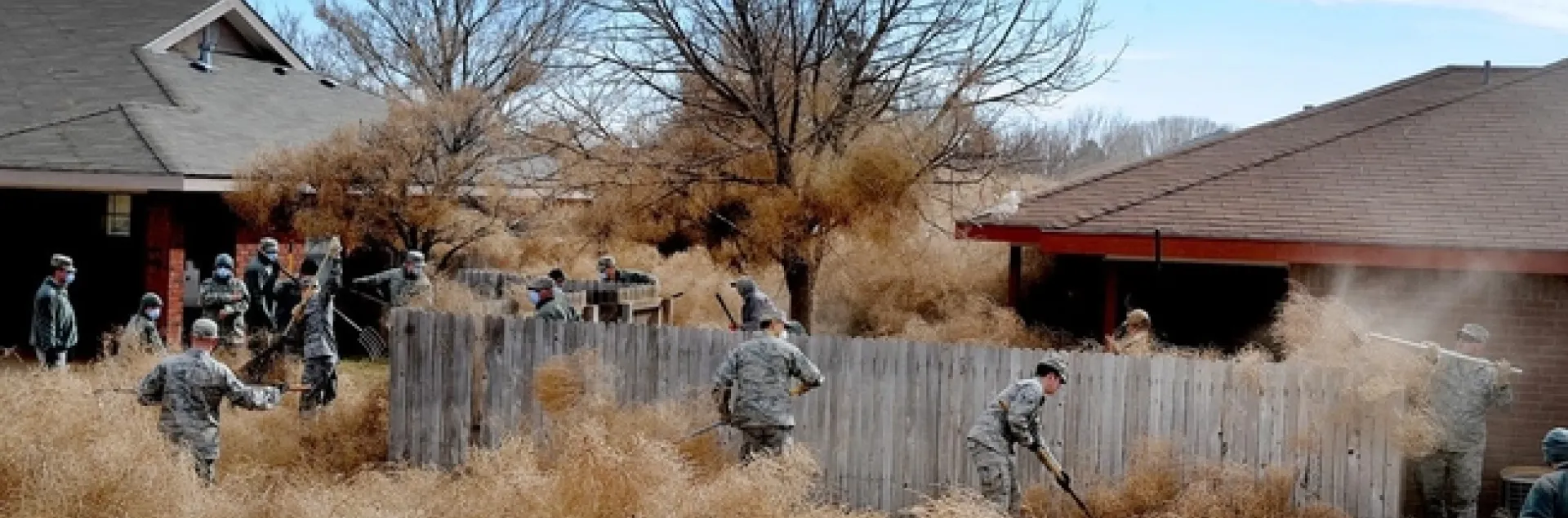 giant tumbleweed