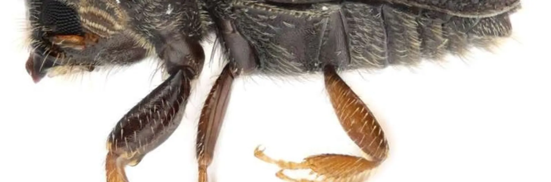 loquat killing beetle