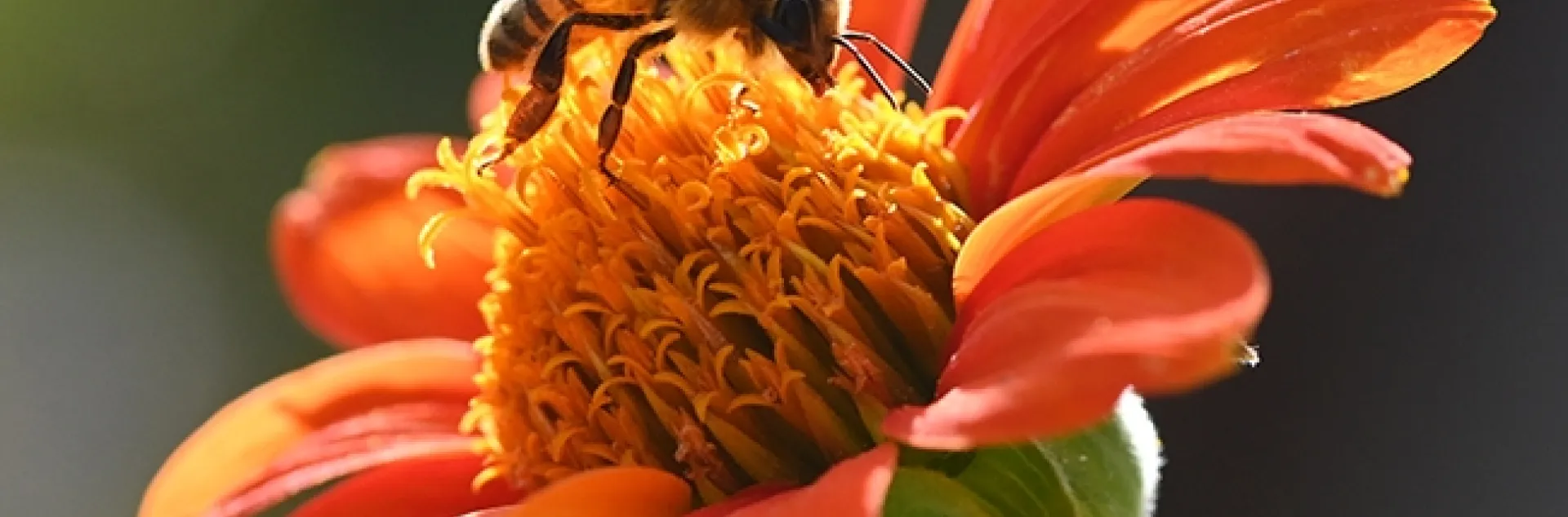 A worker honey bee forages on a Mexican sunflower (Tithonia) in the magic hour, the hour before sunset. (Photo by Kathy Keatley Garvey)
