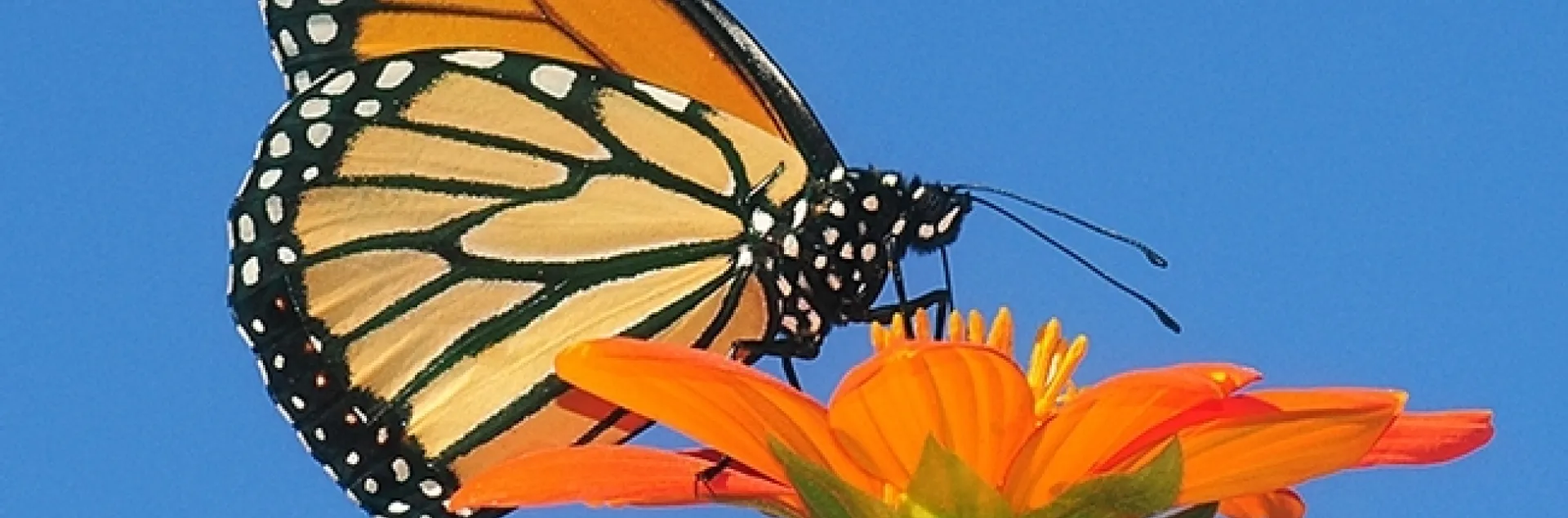 A monarch on a Mexican sunflower (Tithonia rotundifolia) in September 2016 in Vacaville, Calif. (Photo by Kathy Keatley Garvey)