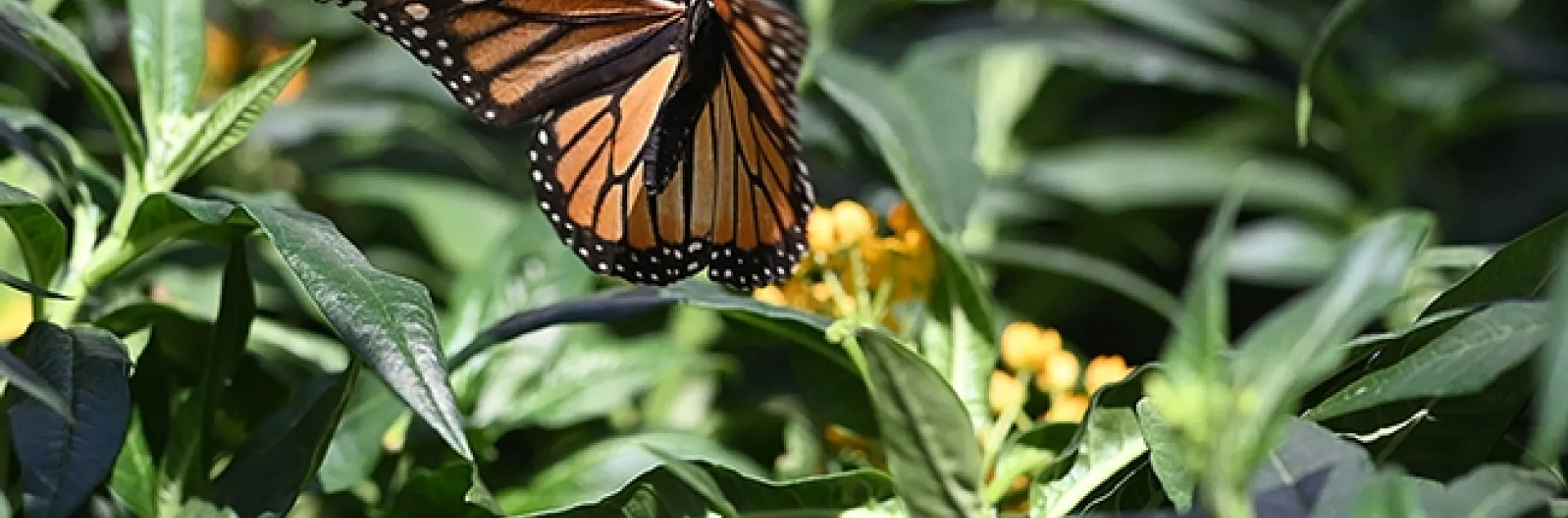A female monarch fluttering around in the garden section of a home improvement store in Vacaville. She laid a number of eggs. (Photo by Kathy Keatley Garvey)