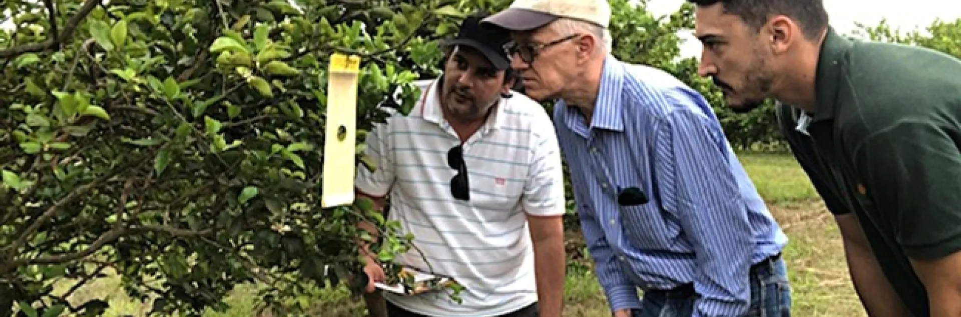 UC Davis chemical ecologist Walter Leal (center) examines a lure in Mogi Mirin, São Paulo on Brazil’s Independence Day (Sept. 7) with Haroldo Volpe (far right) and Renato de Freitas, both of Fundecitrus.