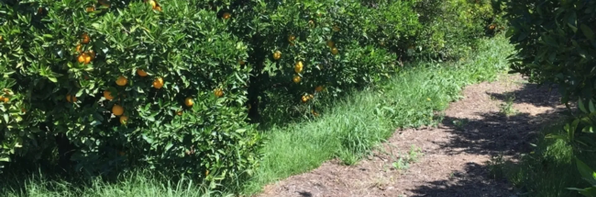 citrus weeds and disc