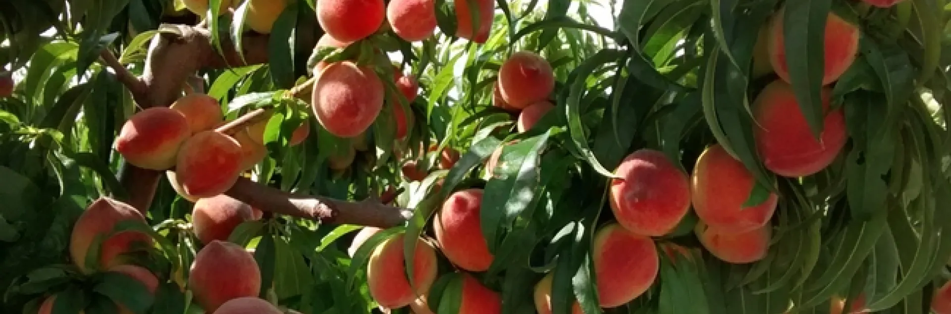 Peach Tree