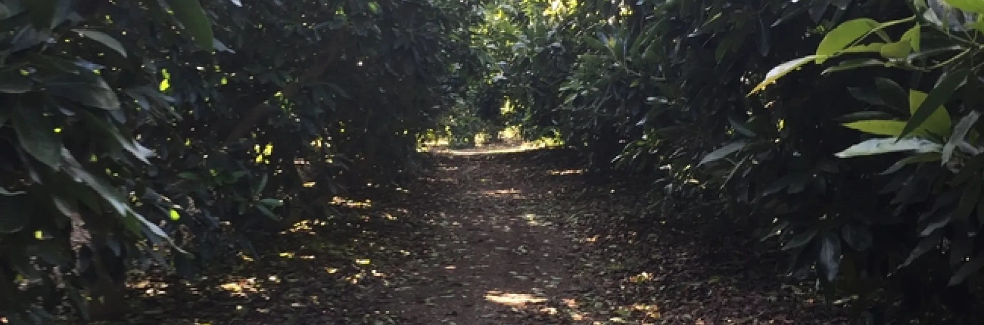 avocado alley, time to prune