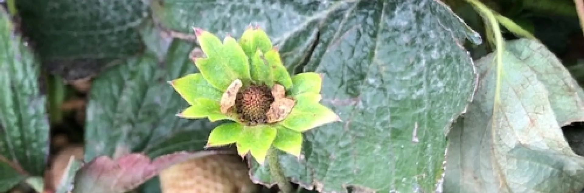Figure 1: Close up of strawberry flower dud. Note brown color which indicates the fruit will not make.