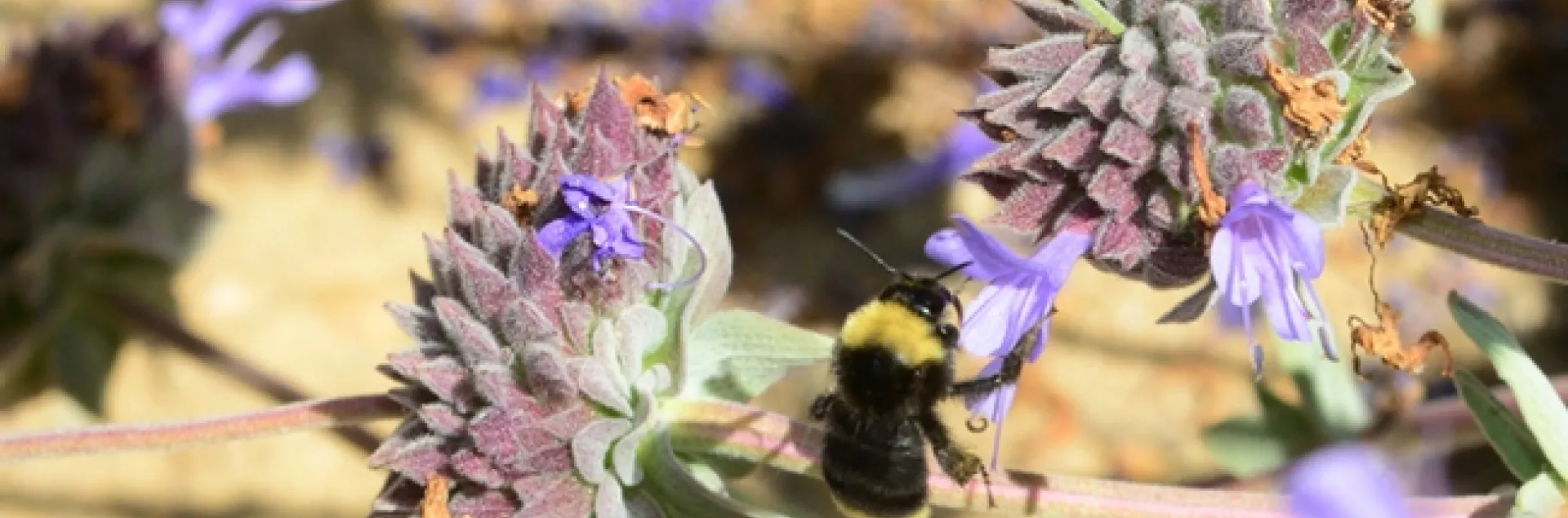 A yellow-faced bumble bee, Bombus vosnesenskii, nectaring on Cleveland sage. One of the UC Davis Department of Entomology and Nematology seminars during the fall quarter will be on "Bumble Bee Movement Ecology and Response to Wildfire" by doctoral candidate John Mola for his exit seminar. (Photo by Kathy Keatley Garvey)