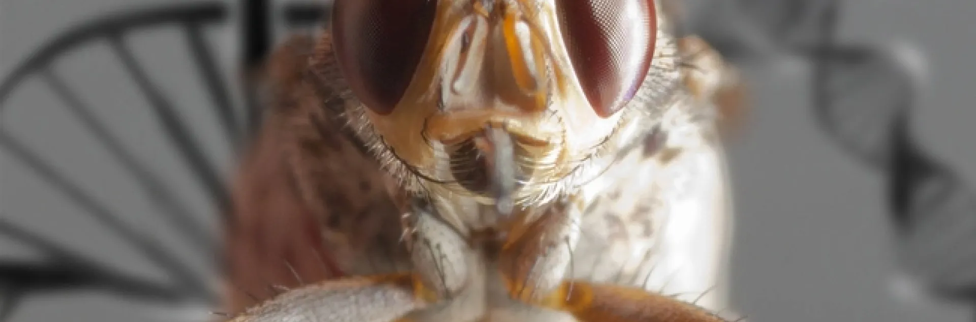 Eye-to-eye with a gravid (pregnant) tsetse fly, Glossina morsitans morsitans. (Photo by Kathy Keatley Garvey)
