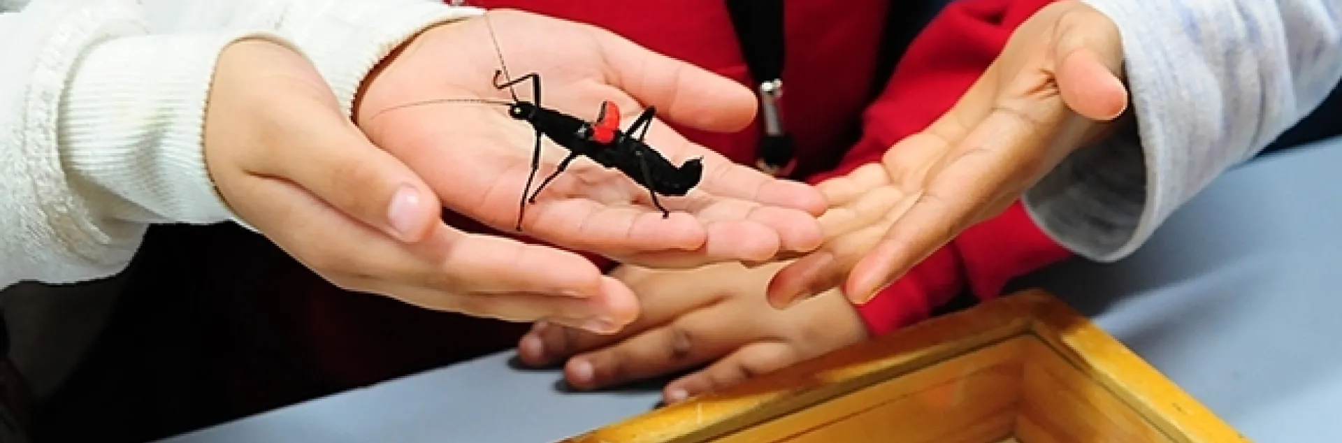 The Bohart Museum of Entomology's live "petting zoo" is a favorite among all visitors. This is a red velvet walking stick. (Photo by Kathy Keatley Garvey)
