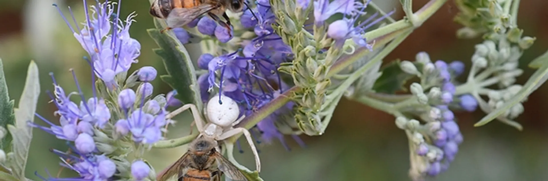A crab spider nails a honey bee while another honey bee watches. This image, on bluebeard, Caryopteris x clandonensis, was taken in Vacaville, Calif. (Photo by Kathy Keatley Garvey)