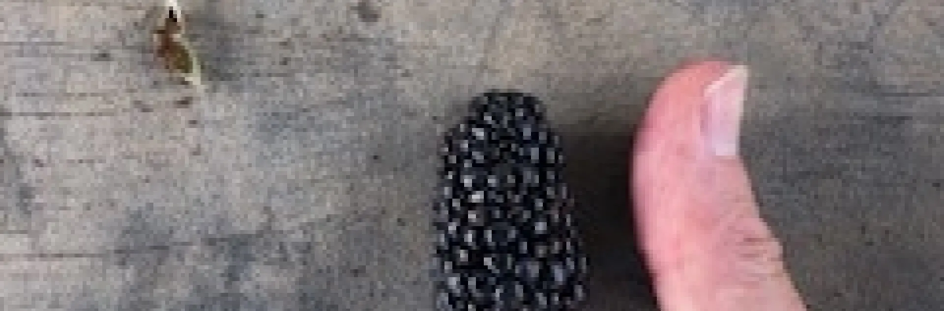 One of the larger exemplars we picked yesterday, this one weighed 14 grams. And yes it was quite tasty.