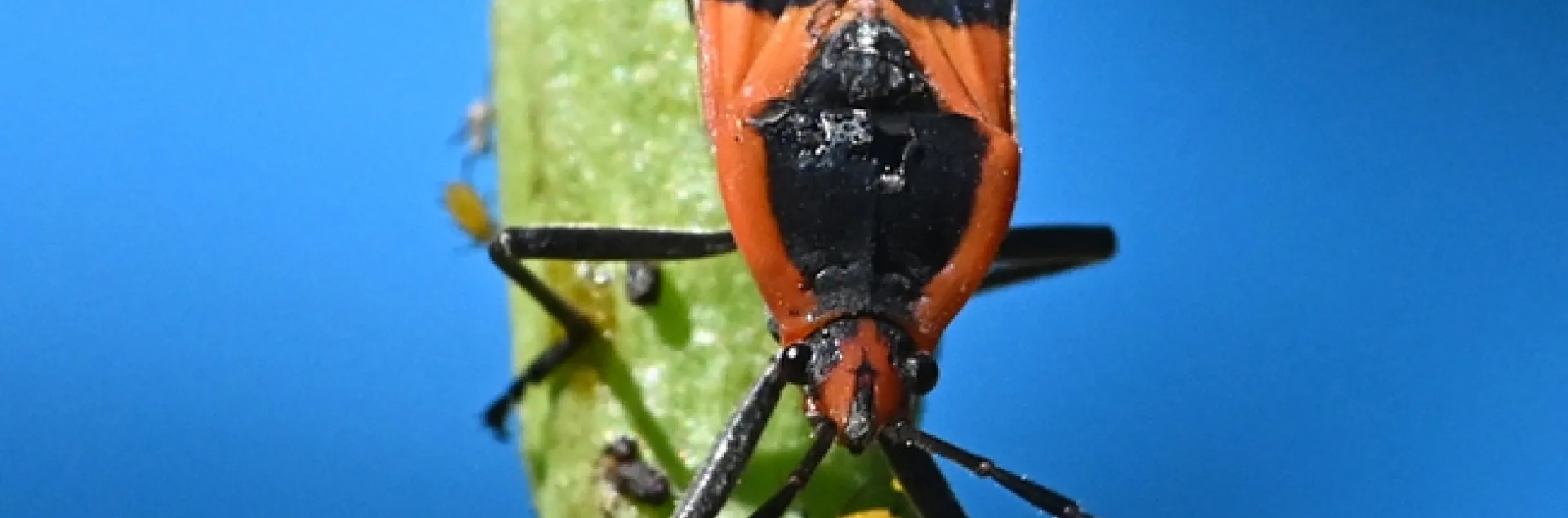 Yes, milkweed bugs feed on oleander aphids. This is a large milkweed bug (Oncopeltus fasciatus) with an aphid. (Photo by Kathy Keatley Garvey)