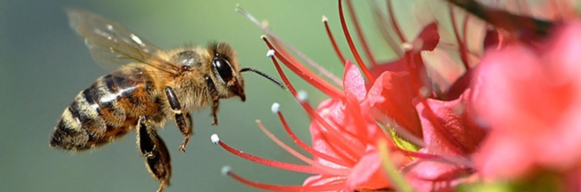 A honey bee heading toward a tower of jewels, Echium wildpretii, in Vacaville, Calif. (Photo by Kathy Keatley Garvey)