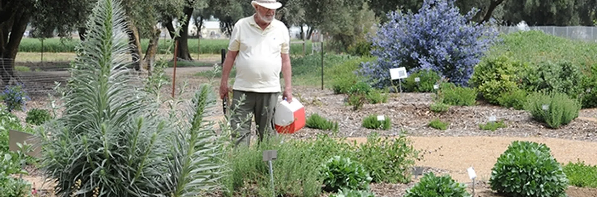 The late Robbin Thorp, distingished emeritus professor of entomology, monitored the bee garden for bee species. He detected more than 80 different species through the years. This image was taken on April 15, 2011. (Photo by Kathy Keatley Garvey)
