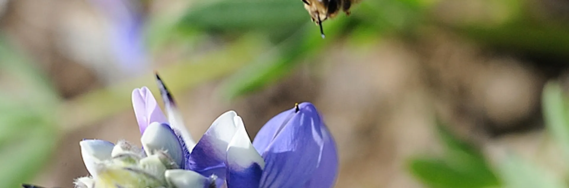 Lupine seeds will be among the native wildflower seeds available at the UC Davis Arboretum and Public Garden plant sale on Saturday, Sept. 28. (Photo by Kathy Keatley Garvey)