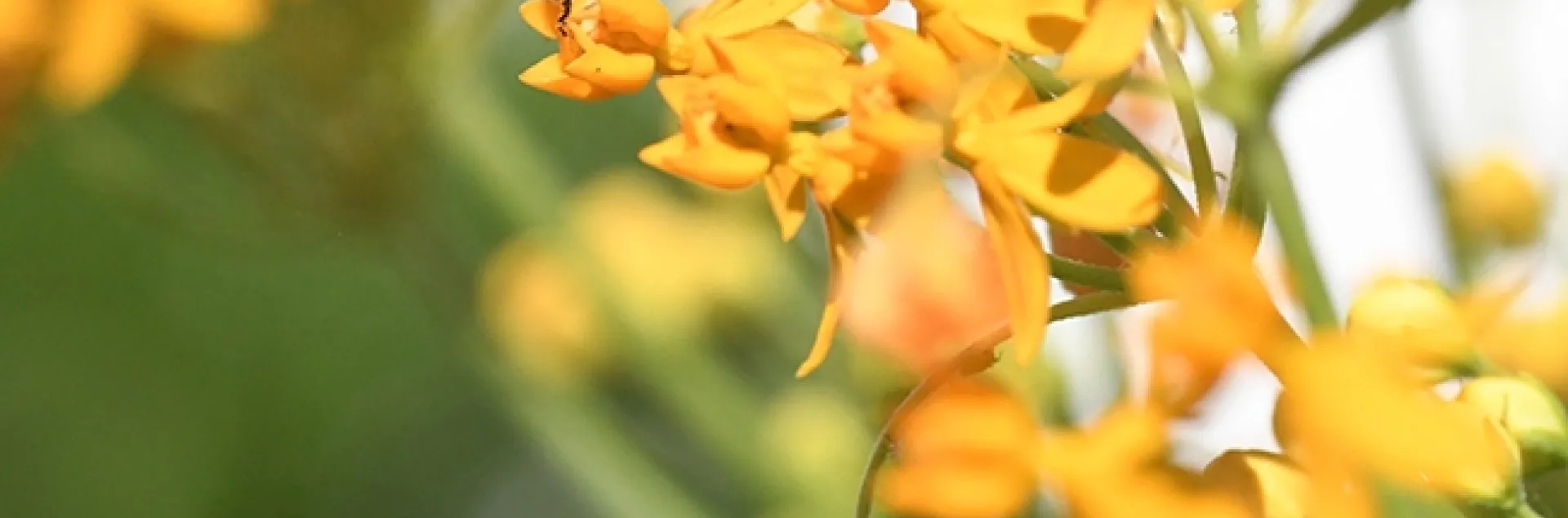 Attendees at the CAMBP class on Oct. 19 will learn about "Advanced Anatomy and Physiology of the Honey Bee." (Photo by Kathy Keatley Garvey)