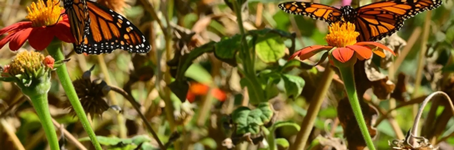 Two monarchs arrived today at a pollinator garden in Vacaville to sip nectar from a patch of Mexican sunflowers (Tithonia). (Photo by Kathy Keatley Garvey)