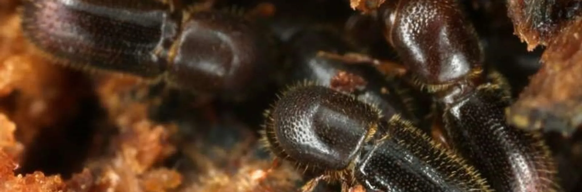 ambrosia beetles