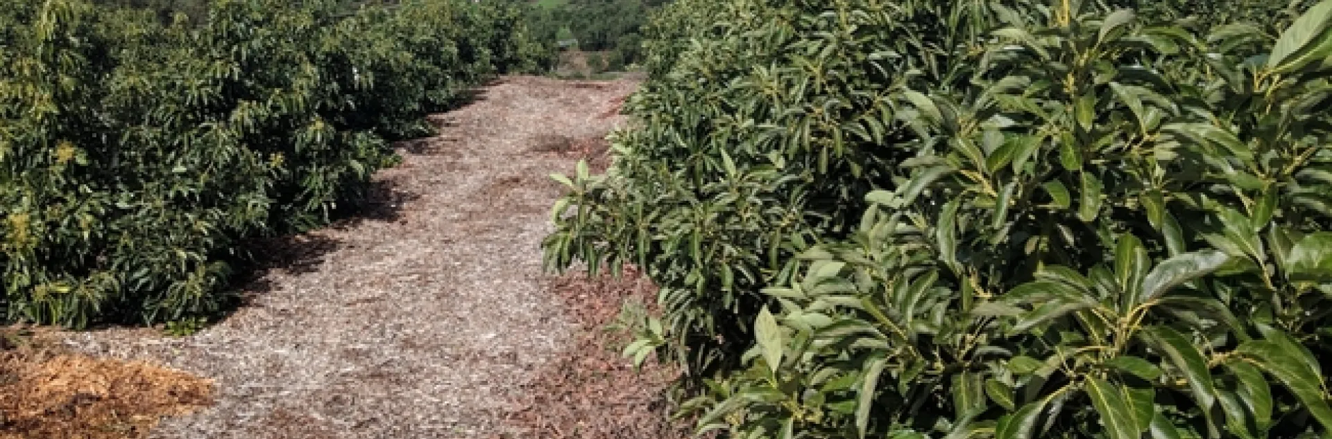 mulched avocado