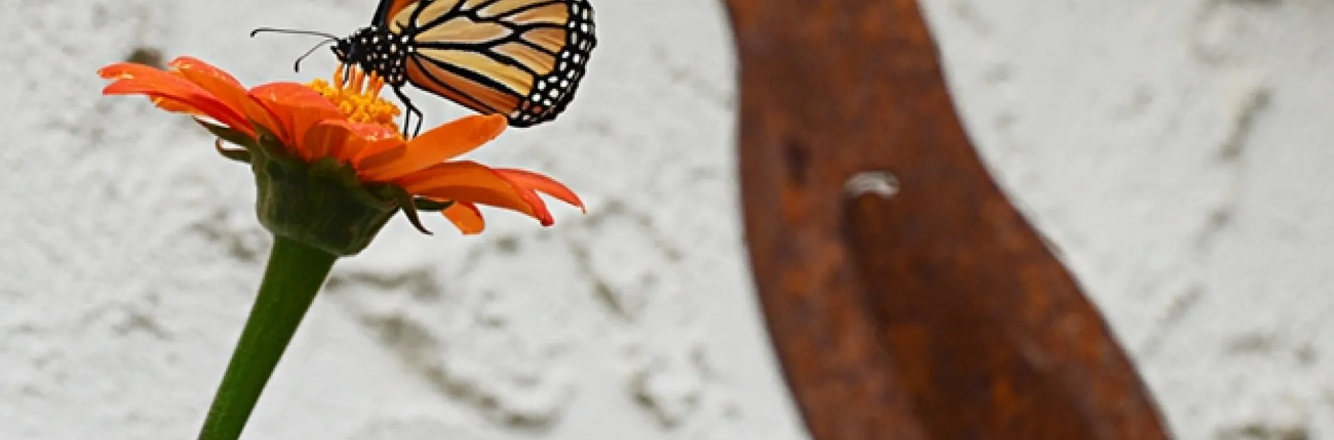 A monarch butterfly sips nectar from a Mexican sunflower (Tithonia) in front of a bird, decorative art. (Photo by Kathy Keatley Garvey)