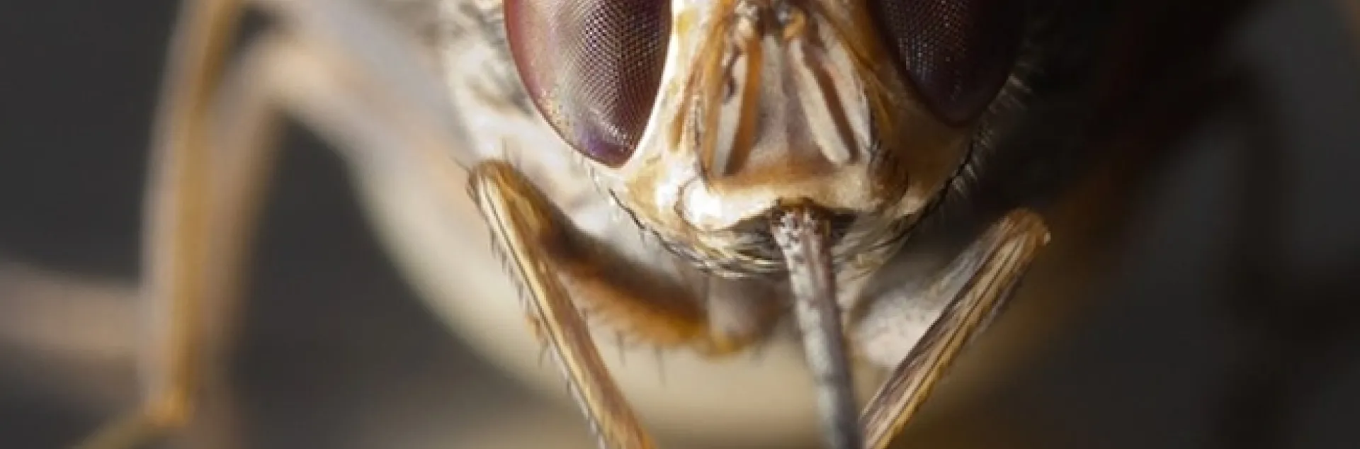 Close-up of a gravid tsetse fly, Glossina morsitans morsitans. (Photo by Geoffrey Attardo)