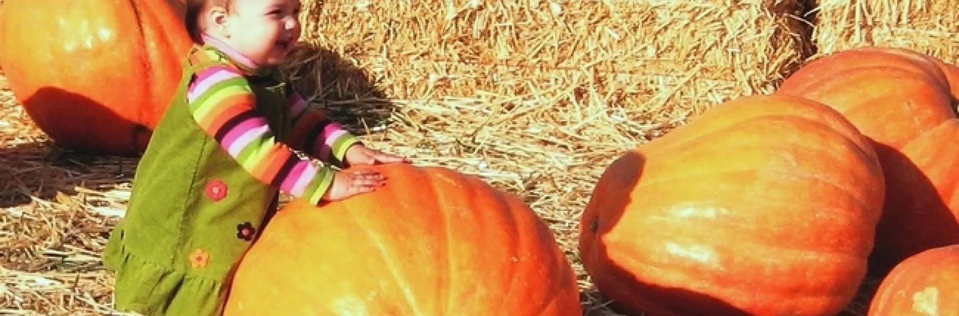 Photo of toddler at Dave's Pumpkin Farm, West of Sacramento by Master Gardener Penny Leff of Yolo County.