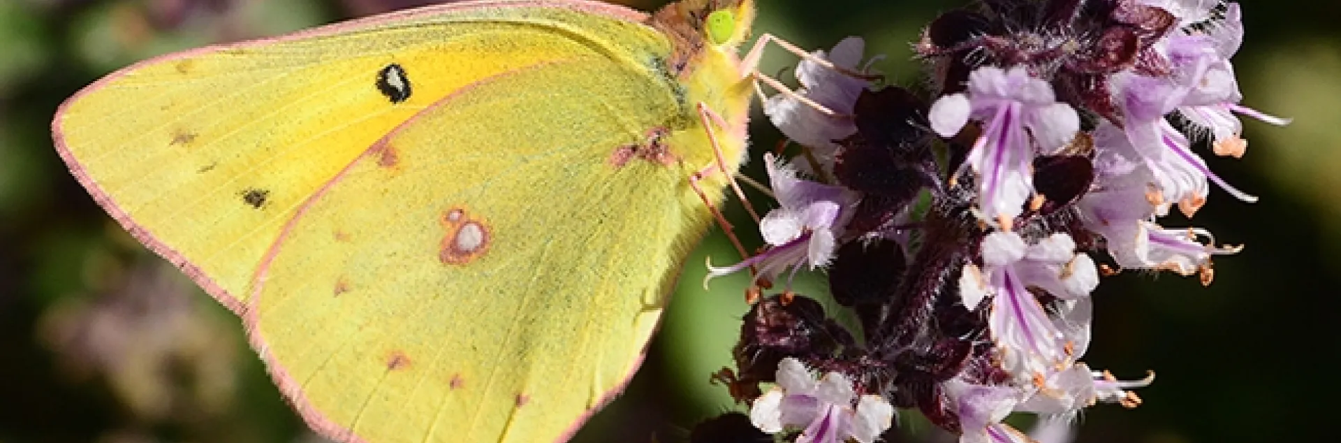 An alfalfa butterfly, Colias eurytheme, sips nectar from an African blue basil blossom. (Photo by Kathy Keatley Garvey)