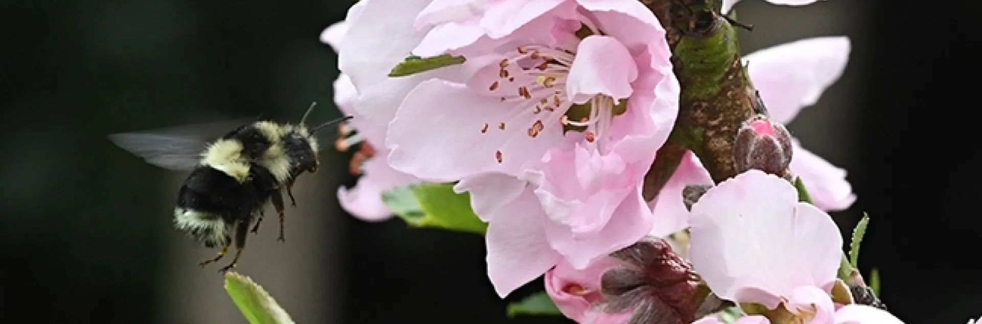 Black-tailed bumble bee, Bombus melanopygus, nectaring on nectarine blossoms. (Photo by Kathy Keatley Garvey)